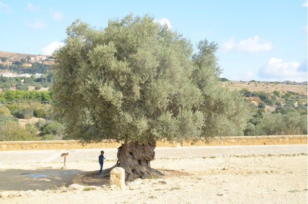 visite sous le soleil sicilien famille vallée des temples sicile