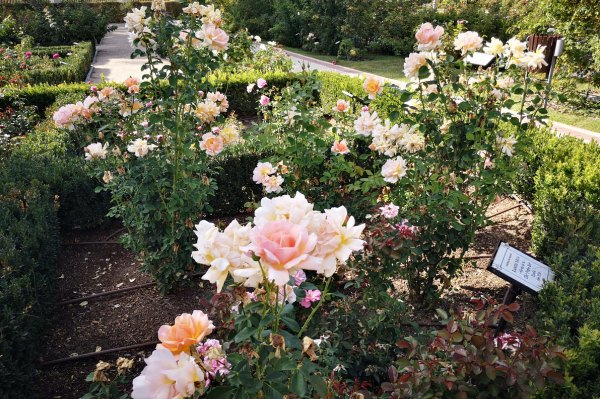 Une balade paisible dans le parc del Oeste roseraie parc Oeste Madrid fleurs