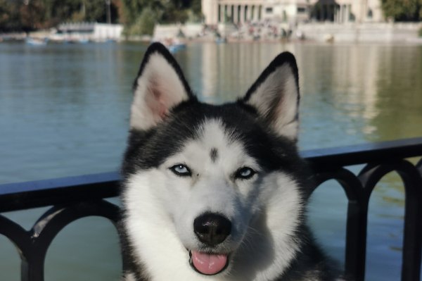 Que visiter à Madrid avec son chien accès chien parc retiro