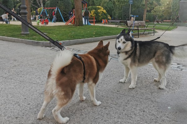 visite madrid avec son chien En voyage Madrid avec chien