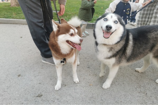 Une belle rencontre canine dans le parc du Retiro Mon chien rencontrant un autre chien lors d’une promenade dans le parc du Retiro à Madrid