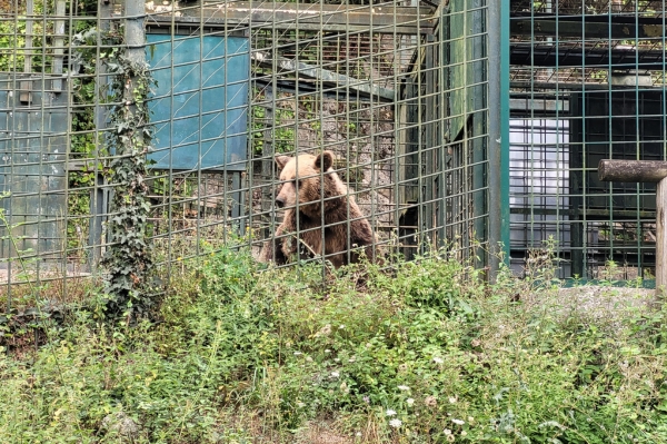 L’ours brun, emblème de la Senda del Oso Ours de la Senda del Oso dans les Asturies