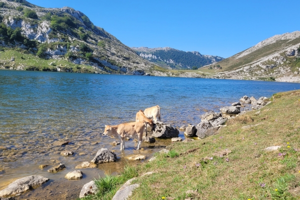 Service de taxi pour monter aux lacs de covadonga