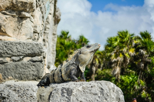 animaux sur site de Tulum Faune à Tulum
